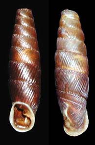 Tabella della Famiglia Clausilidae
